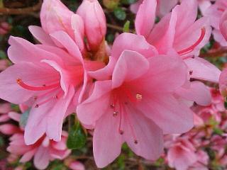 Azaleas